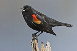 Red-Winged Blackbird