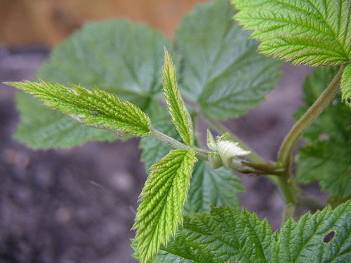 raspberry leaves