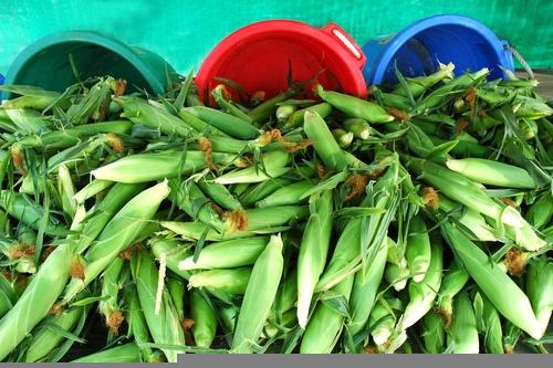 corn harvest