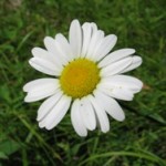 upstate NY daisy