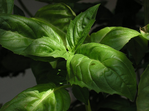 organic basil