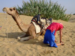 Camel Pose with Camel