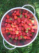 organic strawberries from my garden