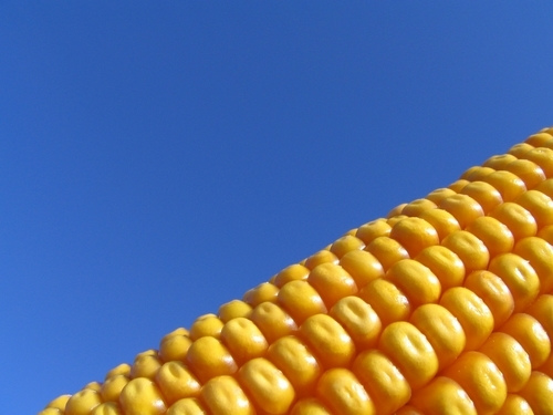 genetically modified corn cause infertility