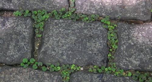 Paving stones or pavers in driveways allow plants to grow and stormwater to drain into the soil.