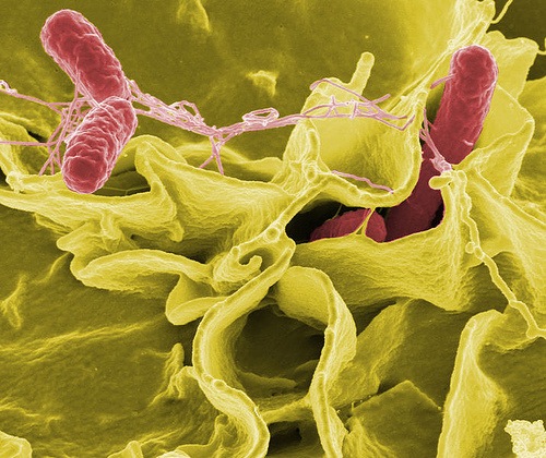 salmonella typhimurium