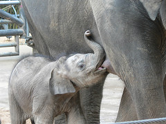 Breastfeeding reminds us we are mammals