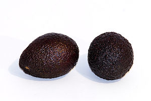 Avocado fruit photographed on a white background