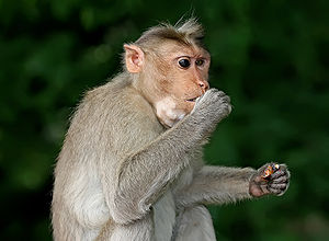 A Crab-eating Macaque (Macaca fascicularis) Mo...