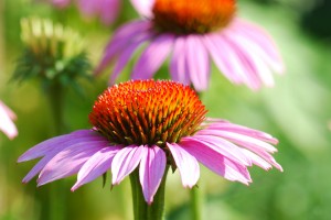 Natural remedies:  The power of echinacea in fighting springtime colds and allergies