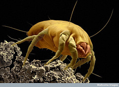 B0008353 Dust mite