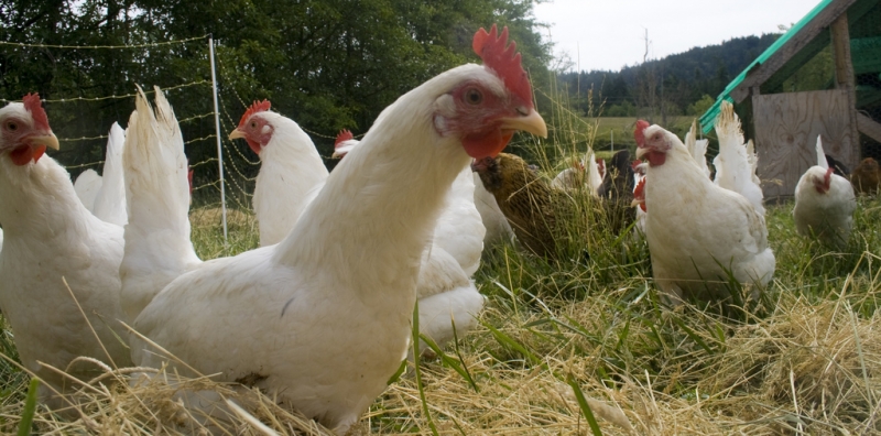 semi-free-range-chickens